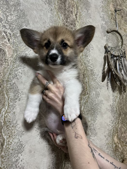 Милий хлопчик коргі