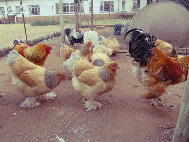 Інкубаційне яйце та курчата.Брама: біле золото, колумб. золото,лимонна