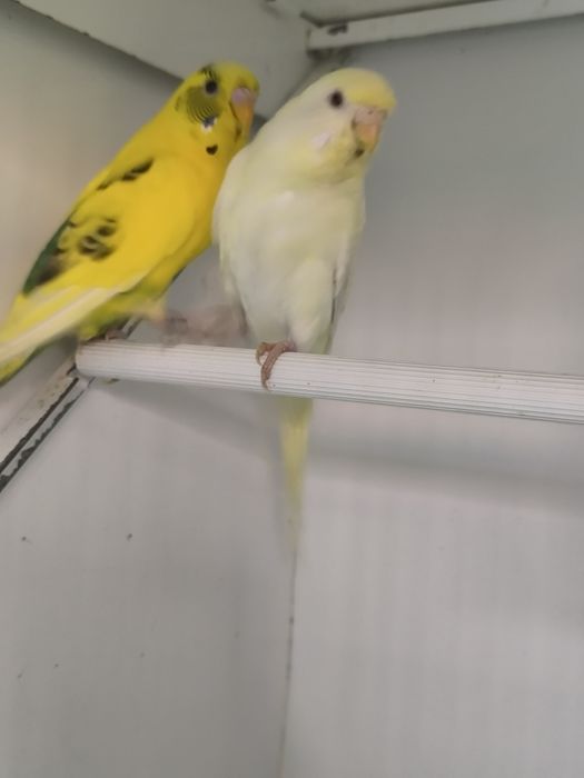 Periquitos australianos