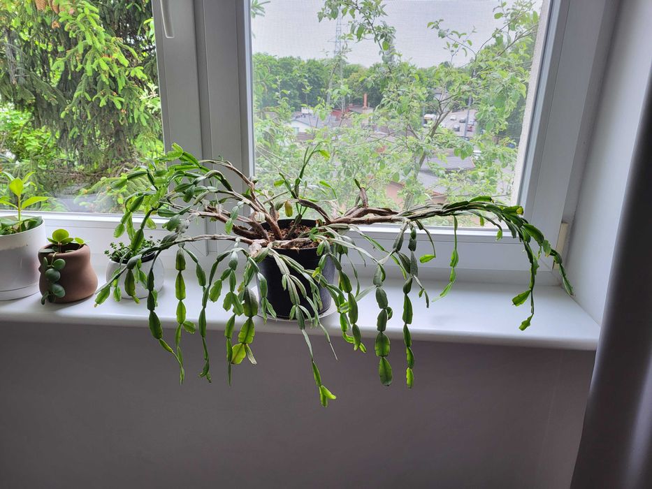 ogromny kaktus schlumbergera grudnik wieloletni