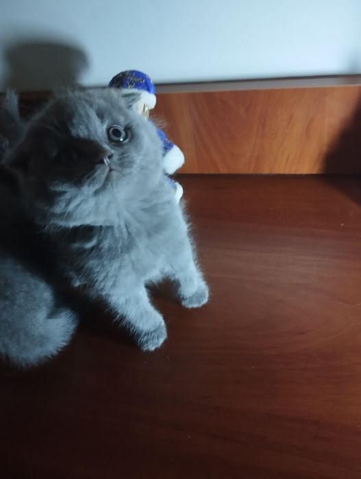 Продам шотландських кошеняток