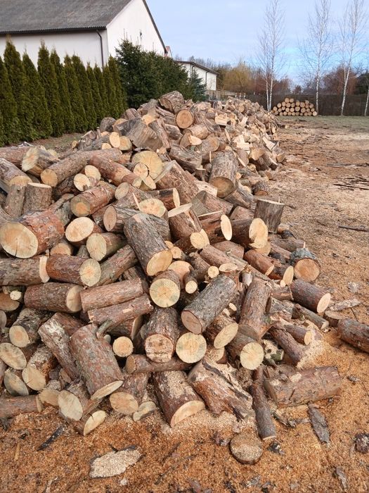 Sucha sosna opalowa, brzoza