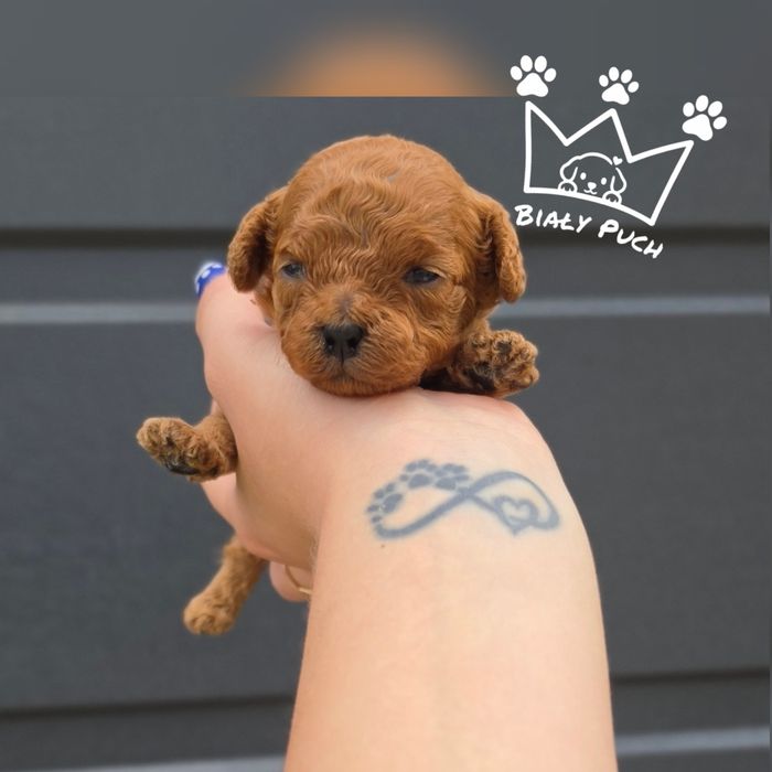 Cavapoo cavadoodle red brown mini badania paszport wyprawka
