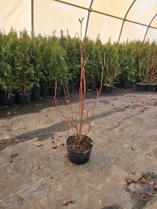 Miododajne Sadzonki 2,3,4 letnie1 Borówka Amerykańska! do 90cm