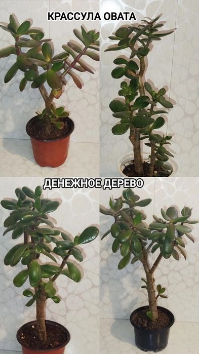 Денежное дерево, Монстера, Алоэ Вера, Эуфорбия, Традесканция, Кактусы