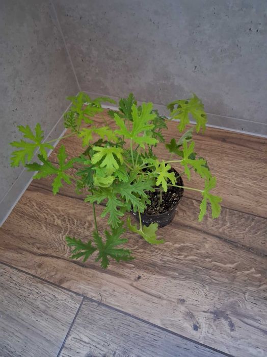 Anginka, pelargonia pachnąca, geranium