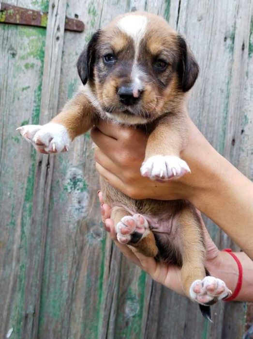 Цуценята безкоштовно