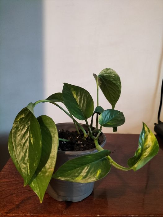 Сциндапцус золотистий