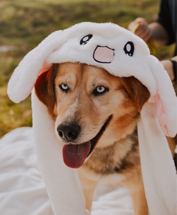 Zibo - inteligentny psiak o ogromnych pokładach energii