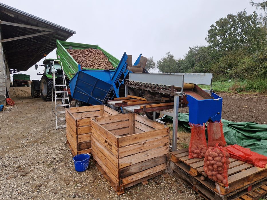 Sortownik do ziemniaków