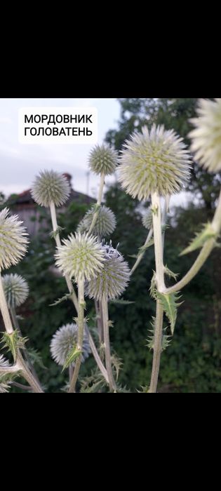 Мордовник медонос