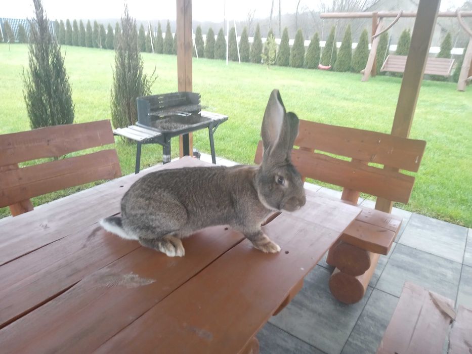 Króliki, samice Olbrzym Belgijski