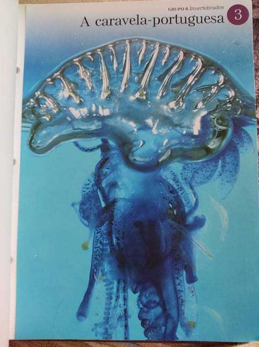 Vendo várias fichas sobre animais