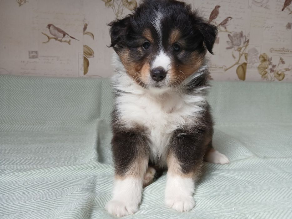Owczarek szetlandzki piesek  tricolor.