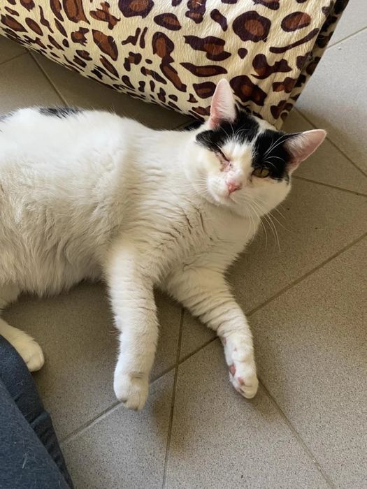 Kochany, młody kocurek Bzik do adopcji!