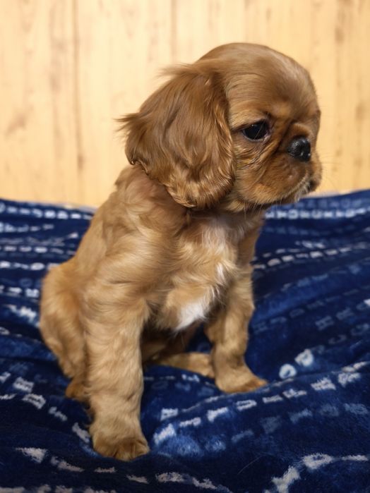 Щенок Кавалер Кинг Чарльз Спаниель.