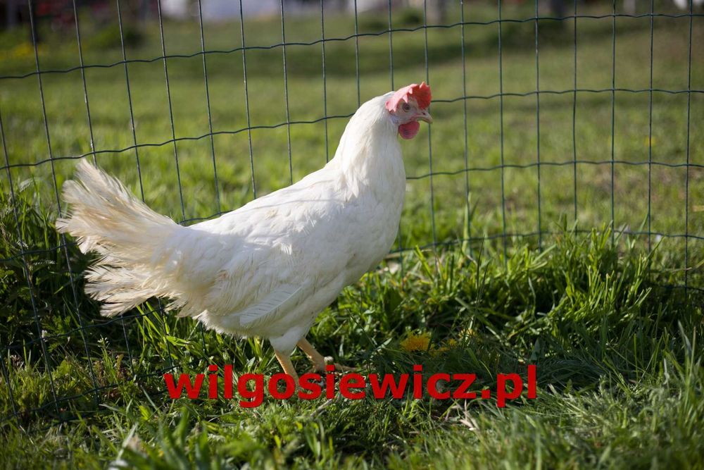 Kury Kokoszki Nioski