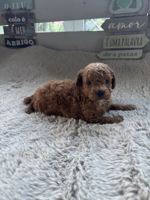 Caniche Toy Vermelho