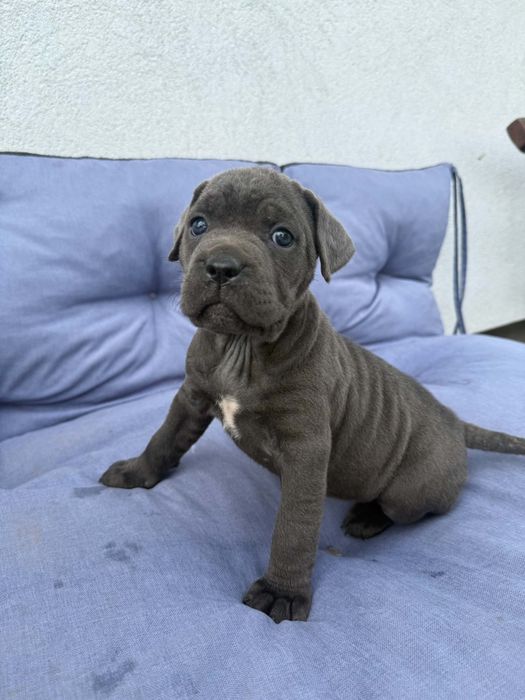 Suczka Cane Corso z metryką Kennel Club