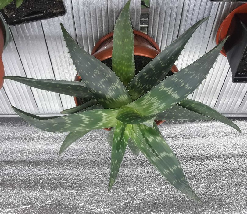 Клеродендрум Филиппинский, Томсона, Алоэ столетник и Вера