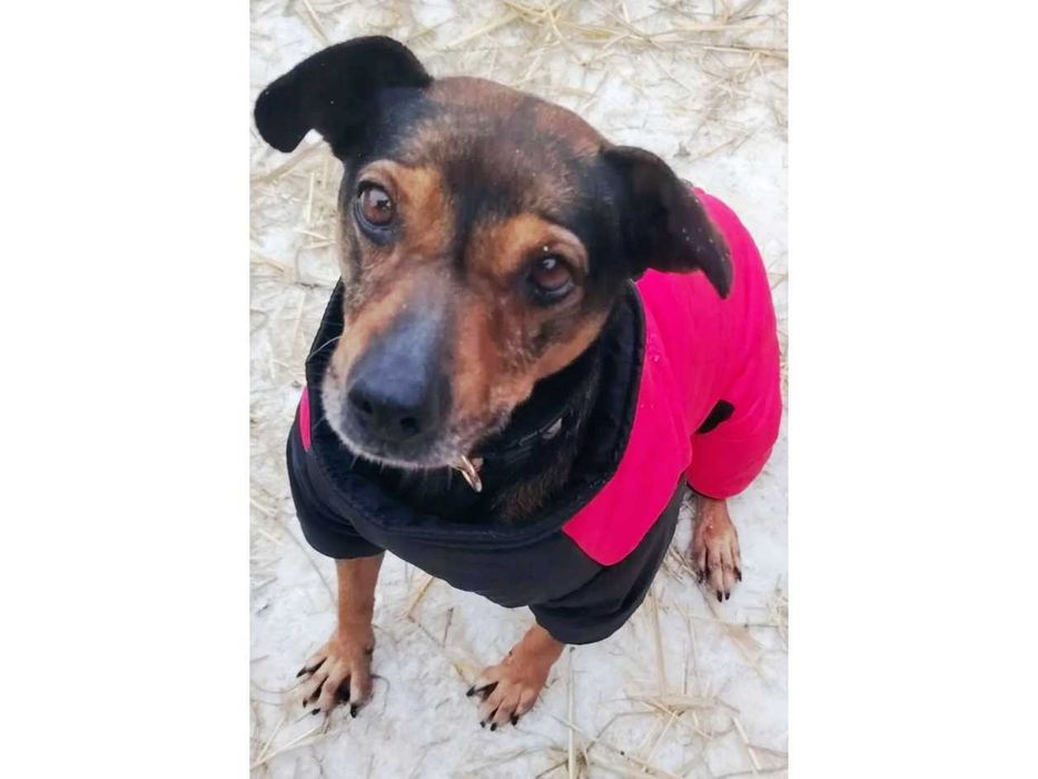 ŁAGODNA do dzieci, PRZYTULAŚNA, średnia (12kg) suczka