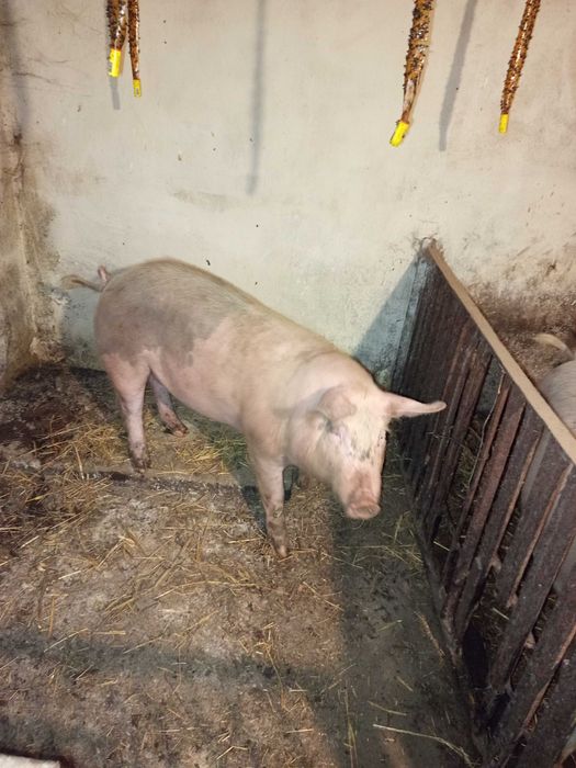 Продається домашня свиня