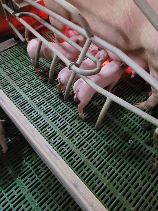 Поросята на відгодівлю