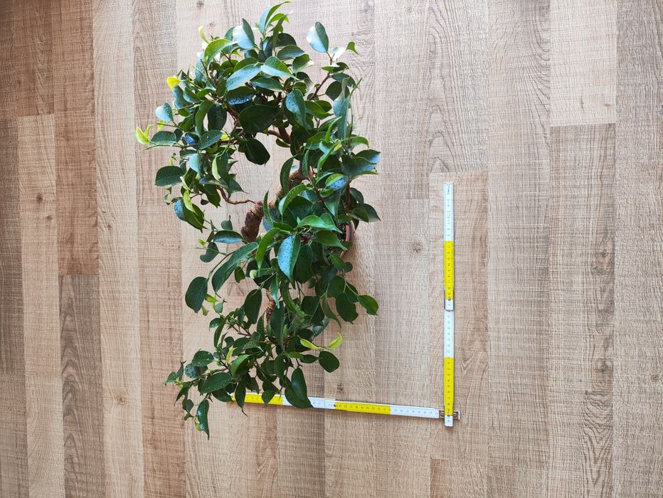 Фікус бенджаміна