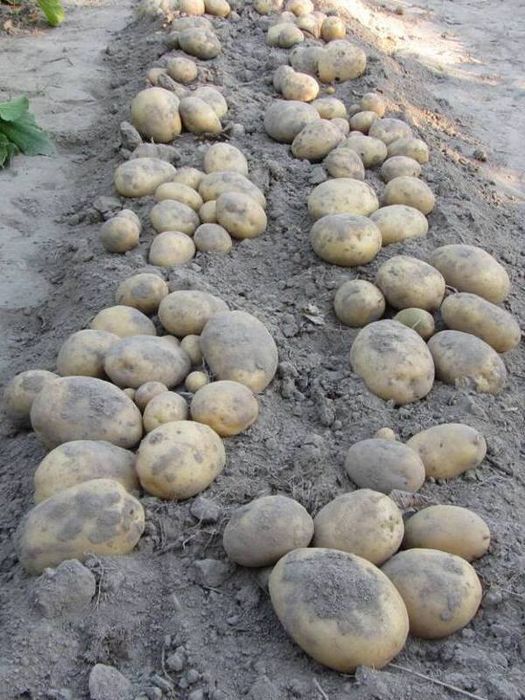 Продам насіневу  картоплю