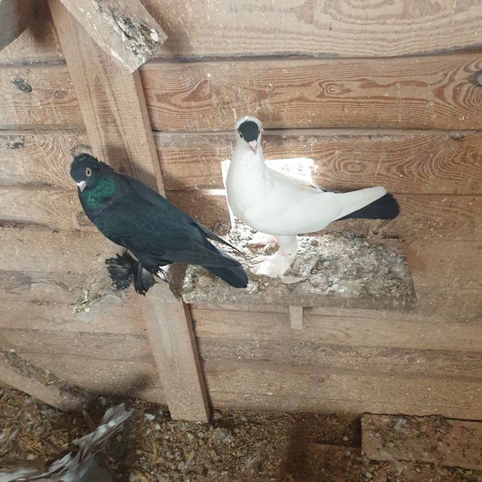 Sprzedam gołębia - krymek Polski