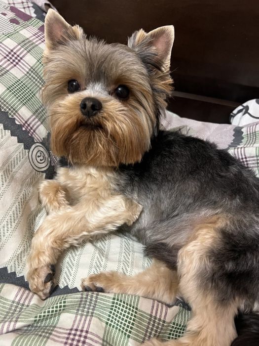 Вʼязка йорк, йоркширський тер'єр