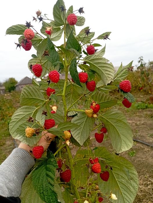 Продам саджанці ремонтантної малини різних сортів