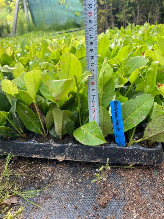 Laurowiśnia Novita do 100cm Laurowiśnie gratisowy dowóz Bochnia