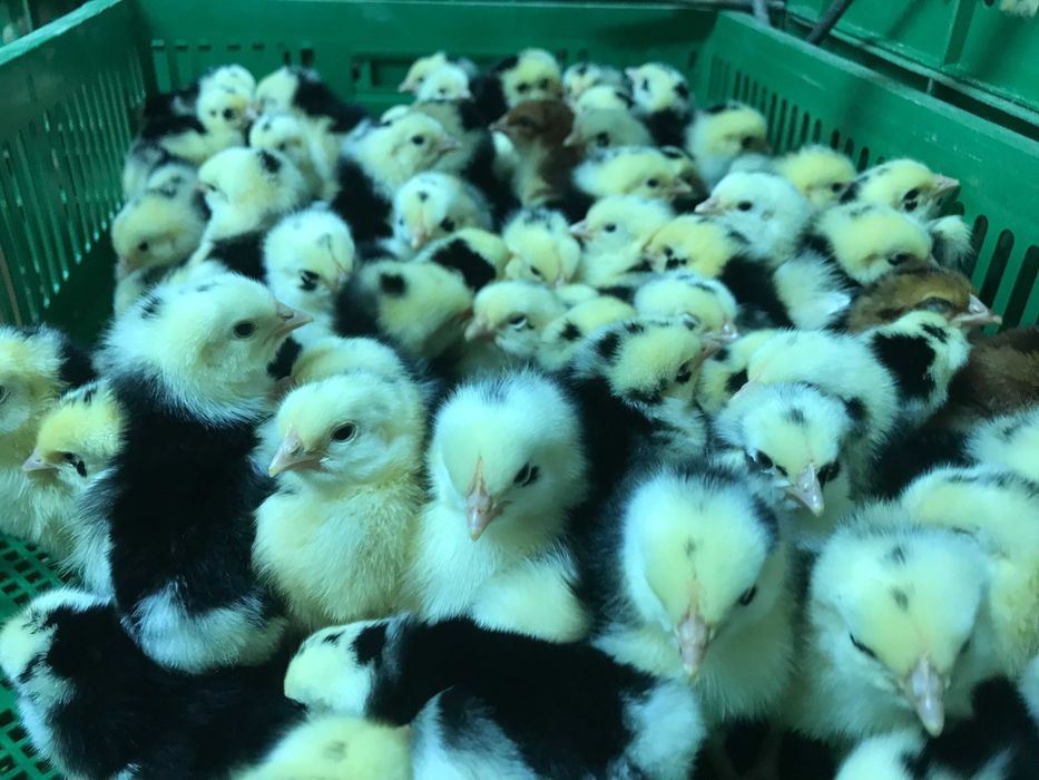 Kurczaki pisklęta nioski, brojlery, Leghorn, Greenshell, Sussex, Rosa