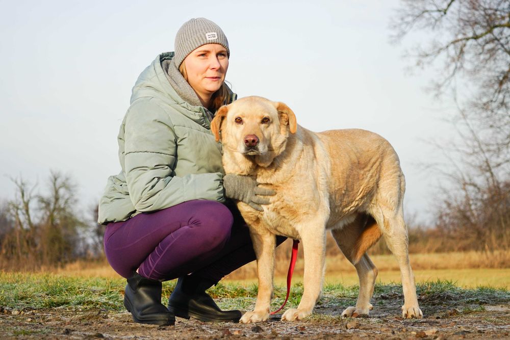 BINIO - śliczny strszy psiak w typie labrador