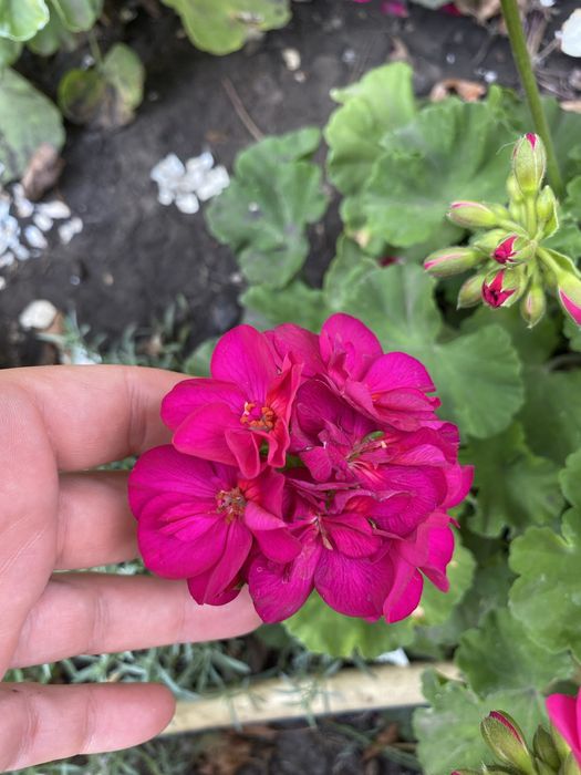 Пеларгонія  свіжий зріз