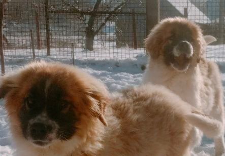 Дівчинка московської сторожової(одна)