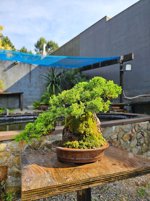 Bonsai juniperus procumbens