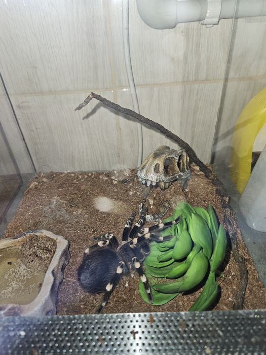 Acanthoscurria Geniculata