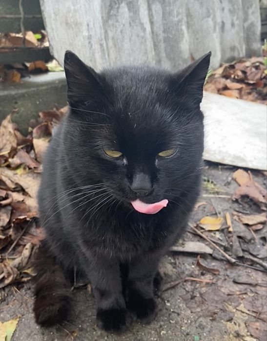 Терміново киця в пошуках домівки