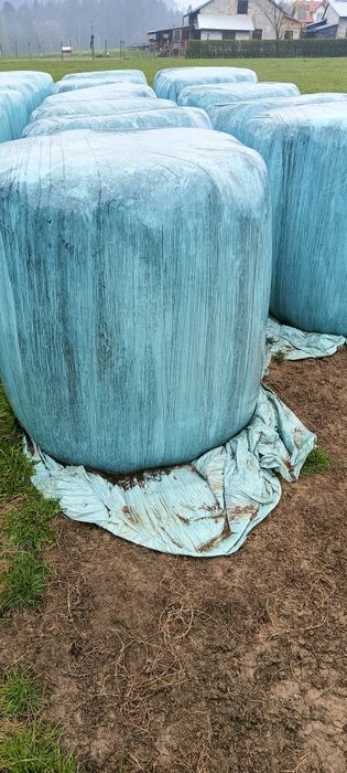 Bele z sianokiszonka!!!