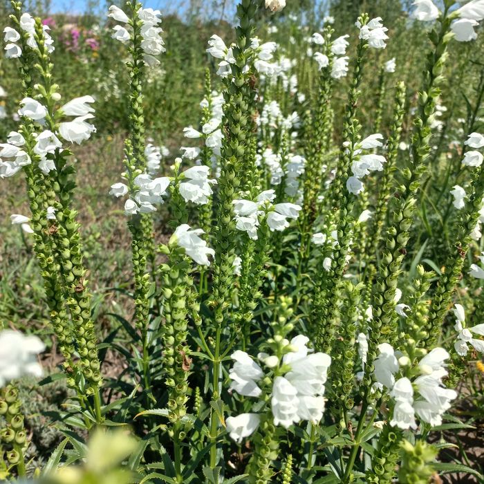 Продам кущі ромашки,гвоздики,фізіостегії,рудбекії.
