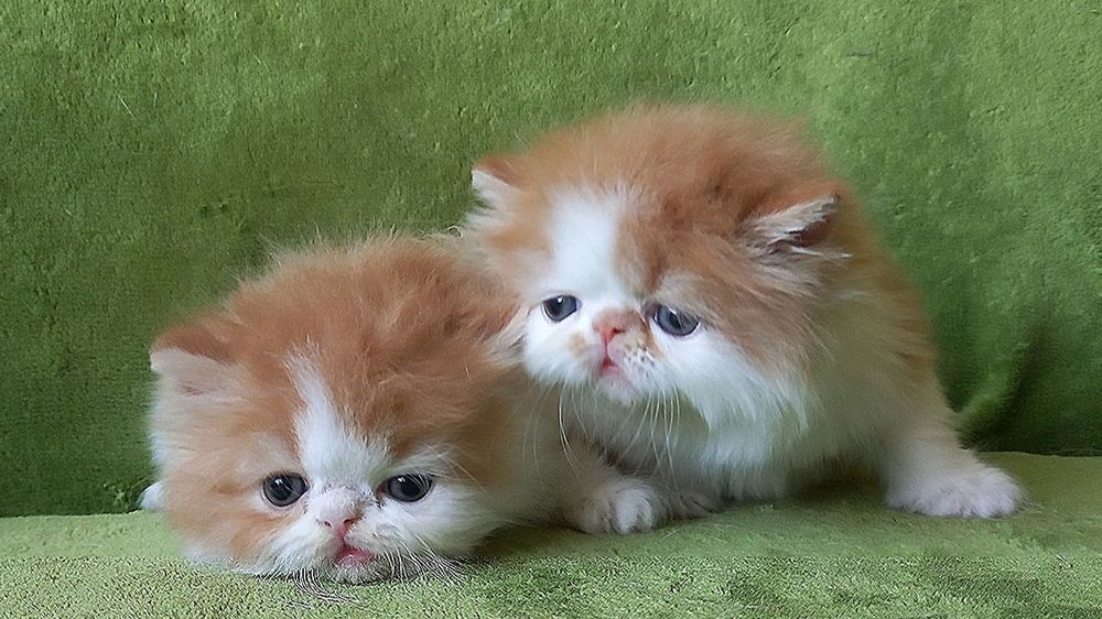 Персидские котята