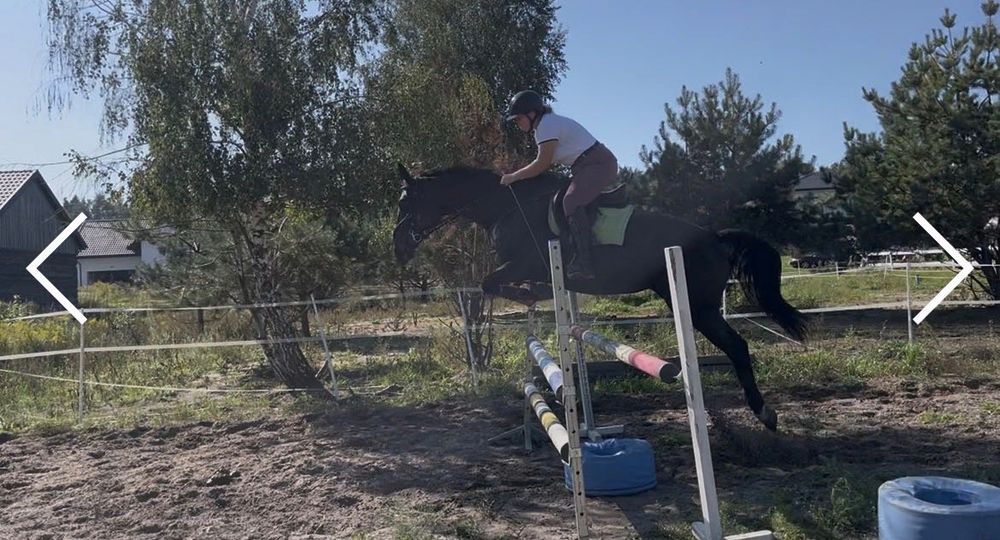 Klacz batuta - 7 letnia Piękna Super charakter i pochodzenie