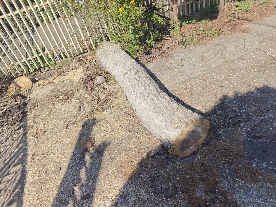 Pień orzecha włoskiego