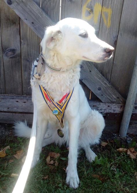 Цуценята Вівчарка Українська Карпатська, Розплідник-ВУК. Щенки овчарка