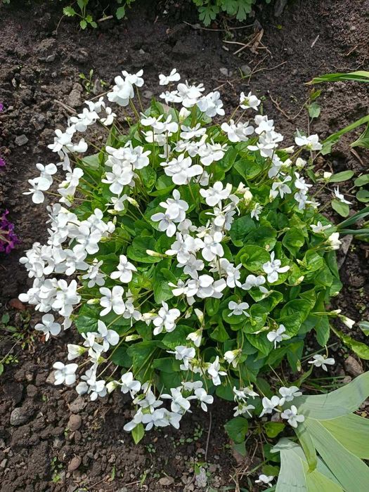 Біла фіалка, багаторічна