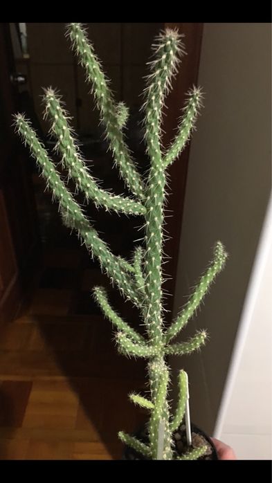 Цветок опунция кактус