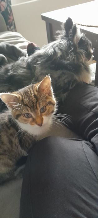 Malutka kotka do oddania