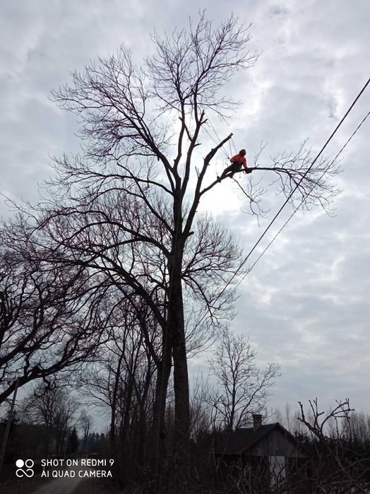 Usuwanie drzew trudnych !